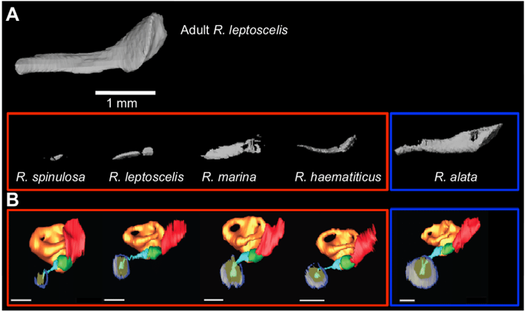 Inner Ear Scan 